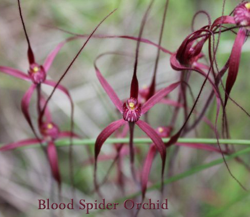 Red blood spider orchids in Goomalling WA