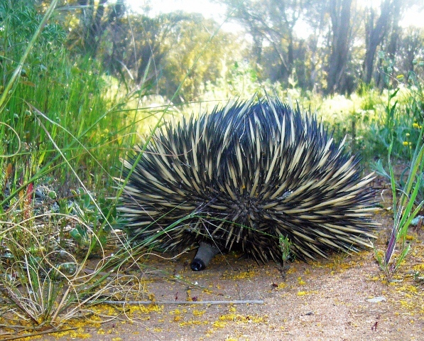 echidna