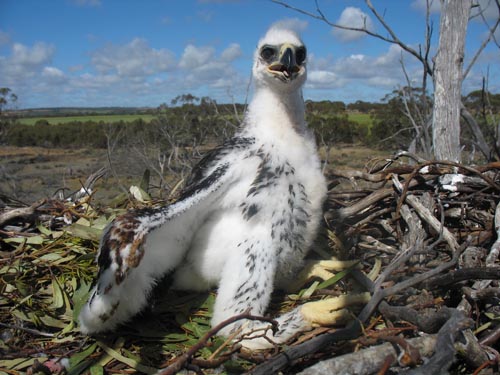 Eagle chick photographed in Goomalling by David White