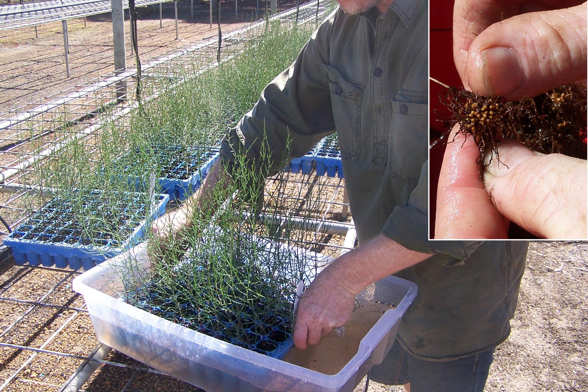 Dr Geoff Woodall inoculating swamp sheoak seedlings with Frankia