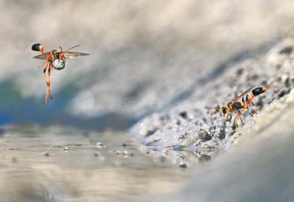 Award winning photo of wasps at Walyormouring
