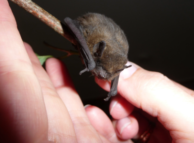 Human - Bat Interactions - Message from WACHS Wheatbelt Public Health Unit