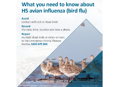 H5N1 Avian Influenza - Bird Flu