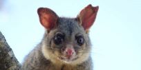 Possum Post Edition 12 2026