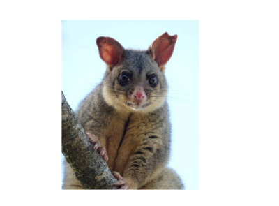 Possum Post Edition 3 2026