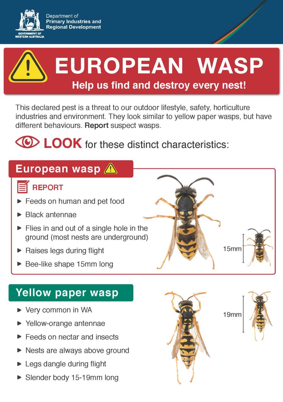 European Wasp ***GOOMALLING ON ALERT***